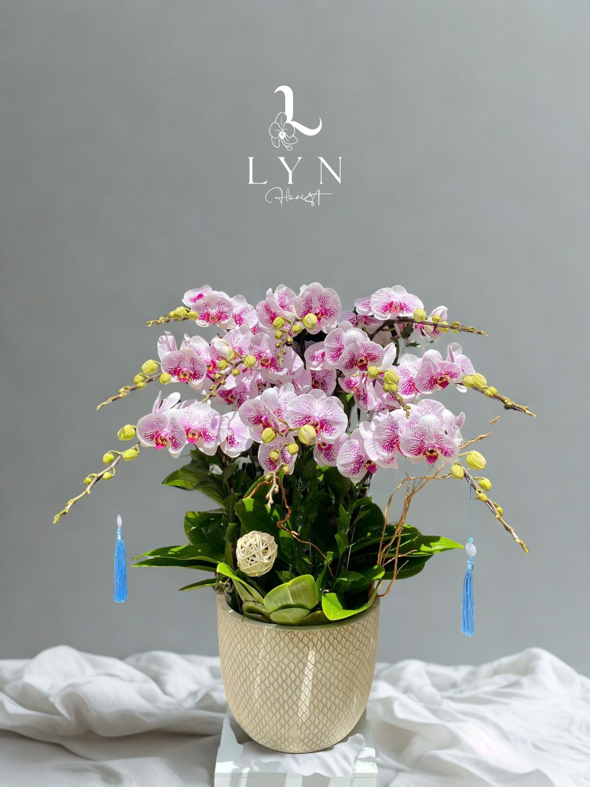 Chậu Lan Hồng Trắng Apollo